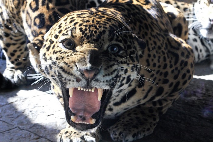 Jaguar roaring with mouth open