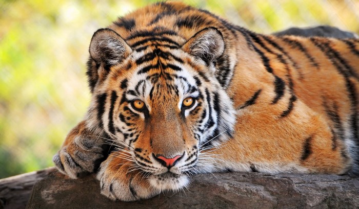 Tiger lying on a rock
