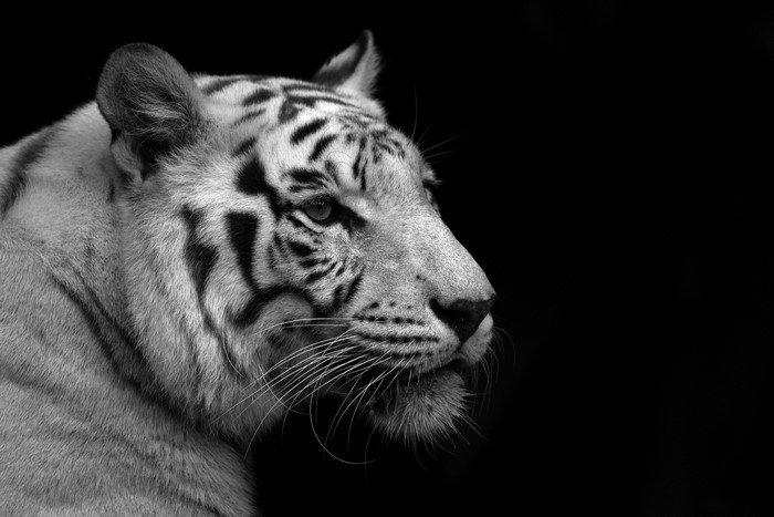 Close-up of a white tiger's face