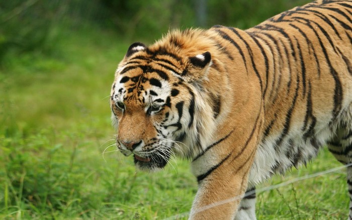 Tiger walking in a grassy field