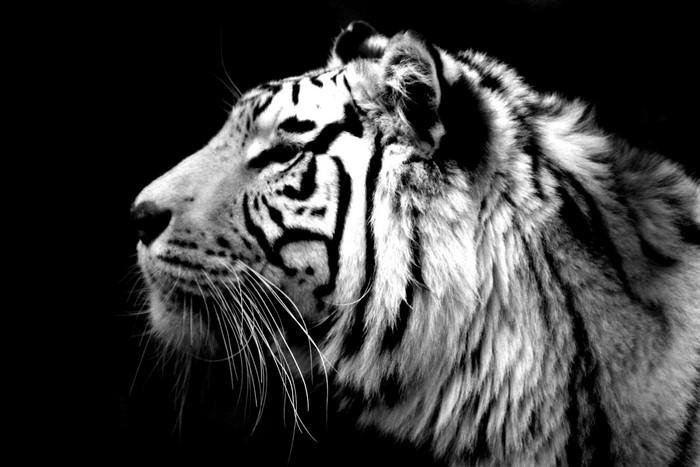 Close-up profile of a white tiger