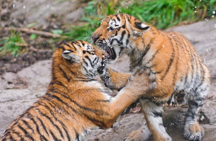 Two tiger cubs wrestling and playing