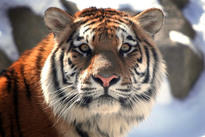 Close-up of a tiger's face in the snow
