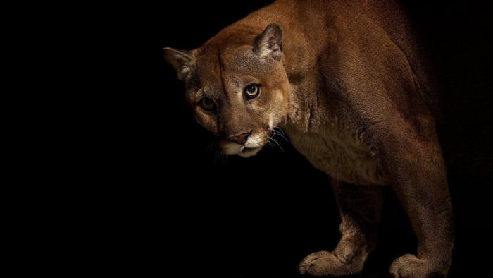 A puma looks intently to the left on a black background
