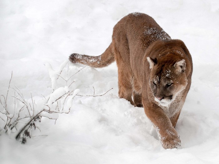 A cougar walks through the snow
