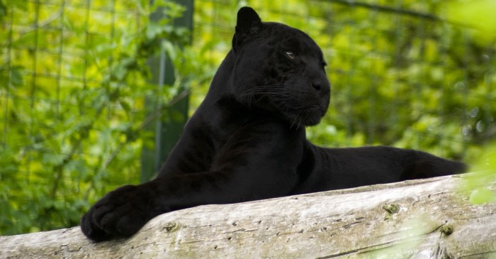 Black Panther resting on a log
