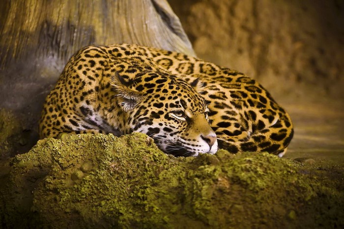 Jaguar resting on mossy rocks