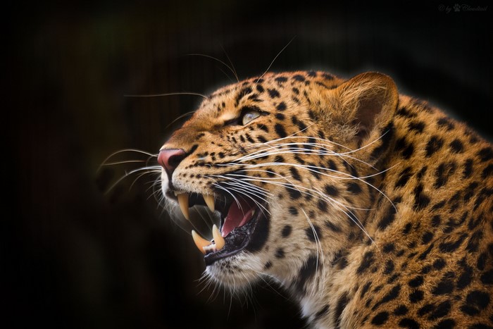 Leopard roaring with sharp teeth visible