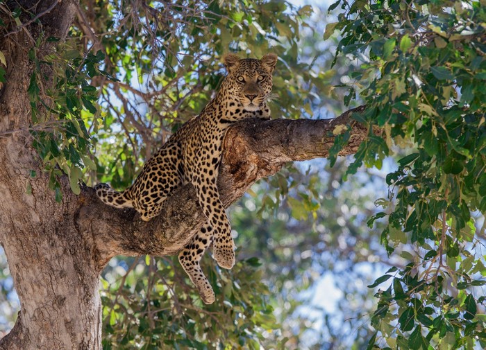 Leopard resting on a tree branch