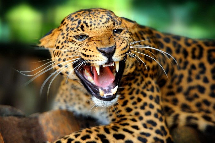 Leopard roaring with sharp teeth and whiskers