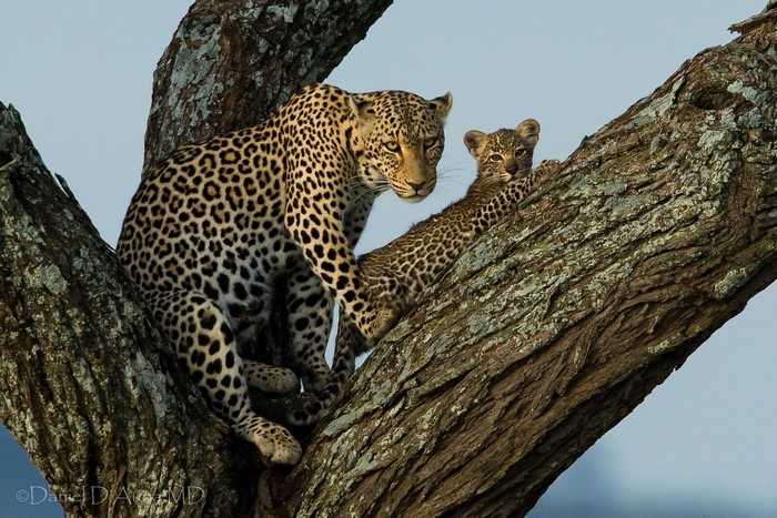 Leopard mother and cub resting on a tree