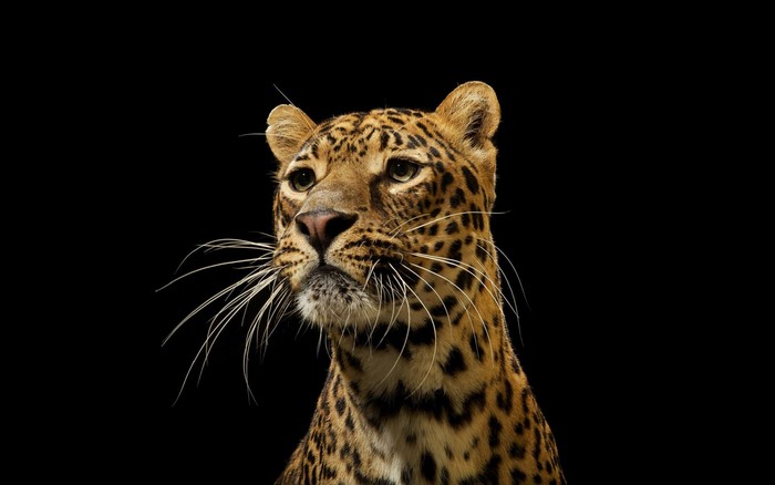 Leopard looking to the side with black background
