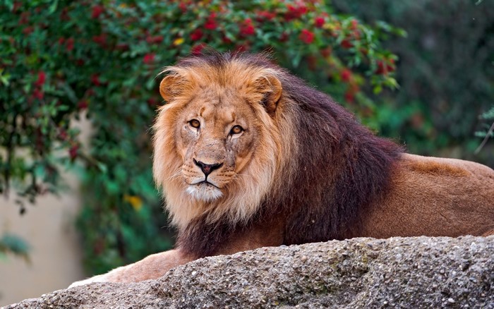 Lion with a dark mane lying on a rock