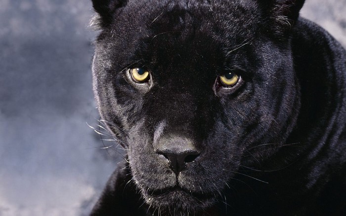 Close-up of a black panther's face