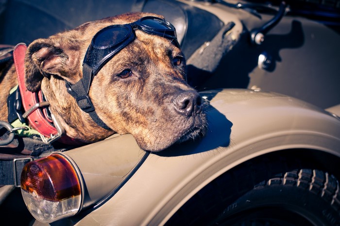 Brindle dog with goggles on a motorcycle