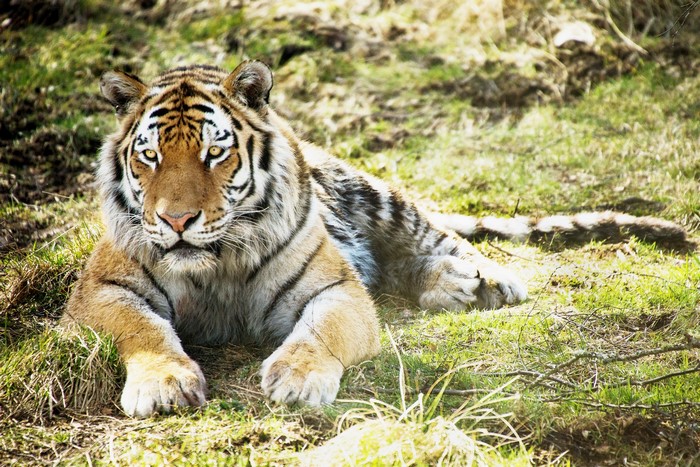 Tiger lying on grass