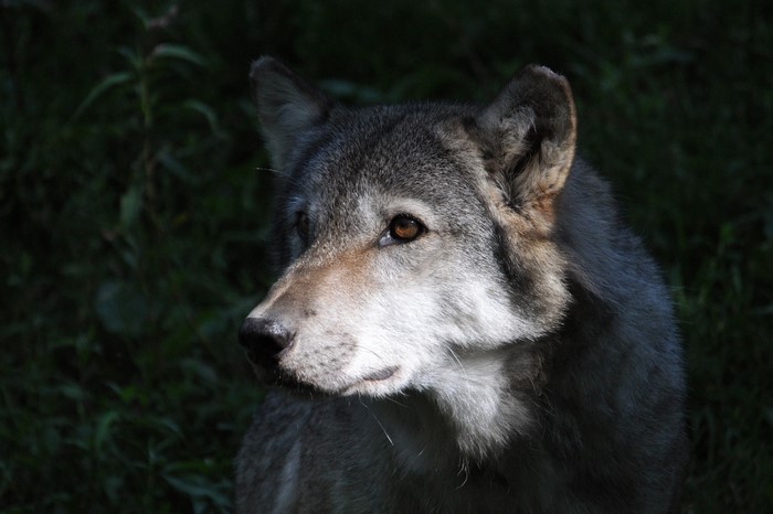 Close-up of a wolf's face