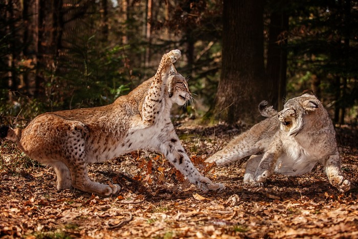 Two lynx fighting in an autumn forest