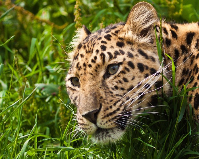 Leopard peeking through tall green grass