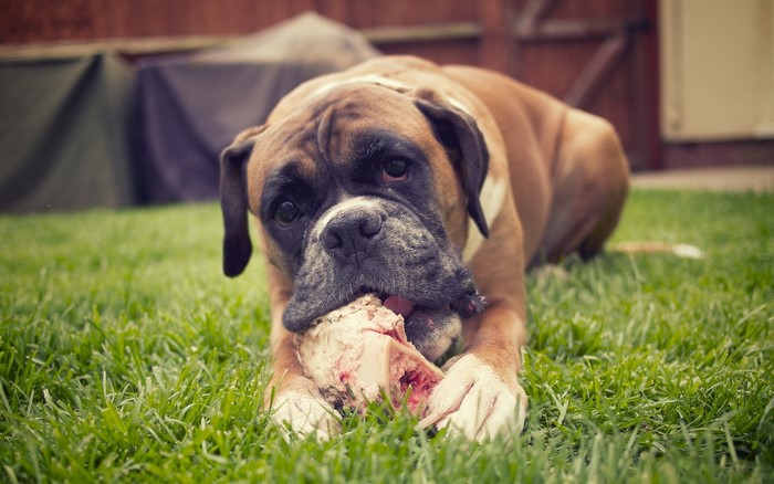 Boxer dog chewing a bone on grass