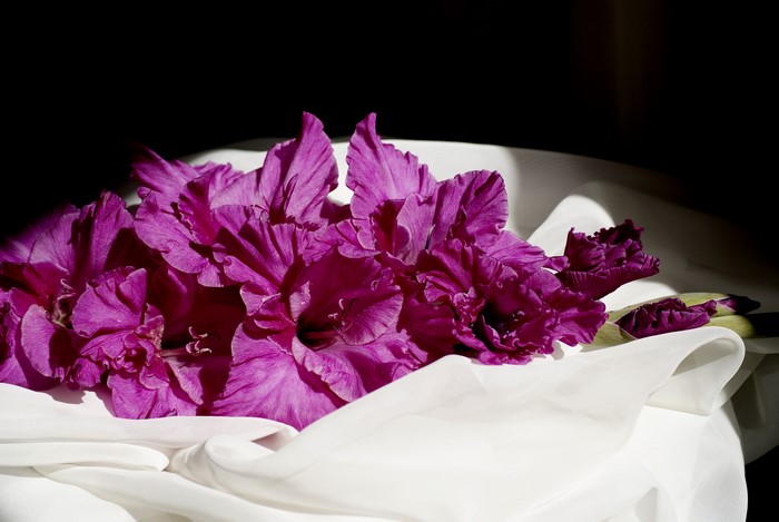 Purple Gladioluses on White Fabric