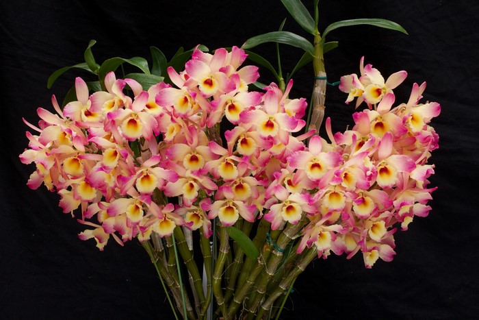 A bouquet of pink and yellow orchids