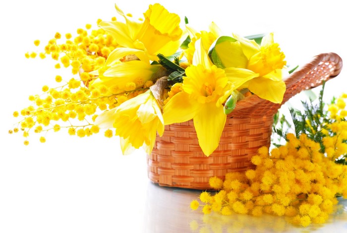 Yellow Daffodils and Mimosa Flowers in a Basket