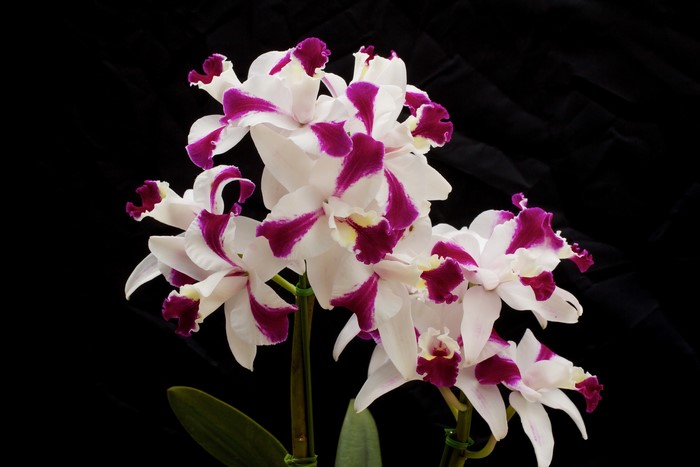 White and purple orchids on a black background