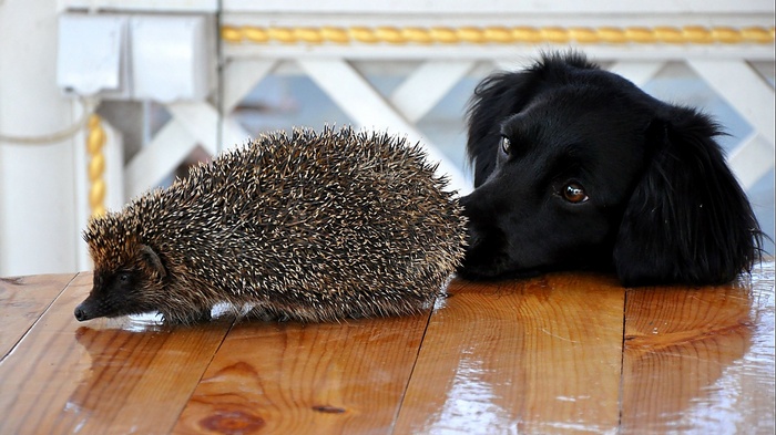 Black dog and hedgehog on a wooden table