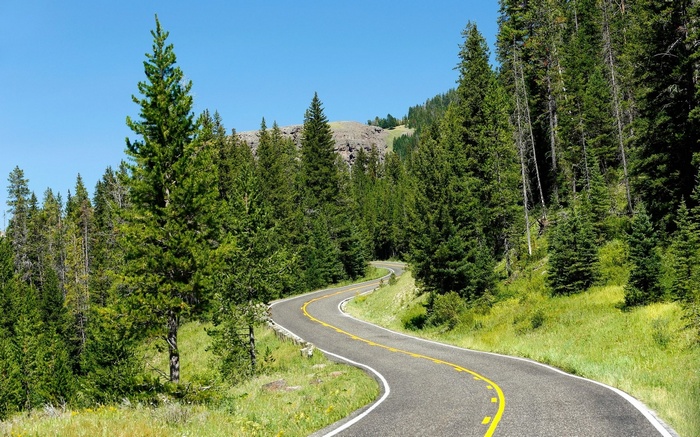 Winding mountain road through a pine forest