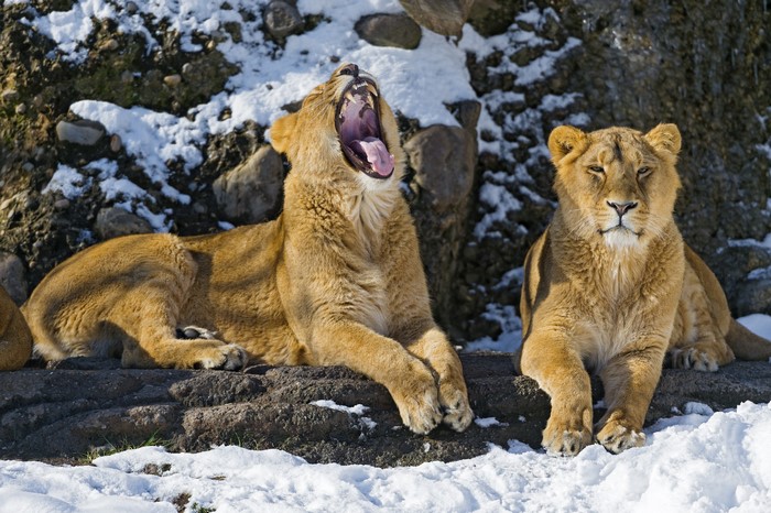 Two lions in the snow