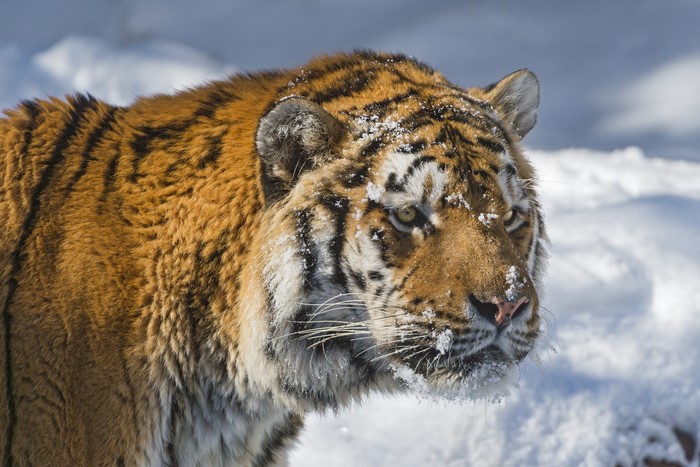 Tiger in the Snow