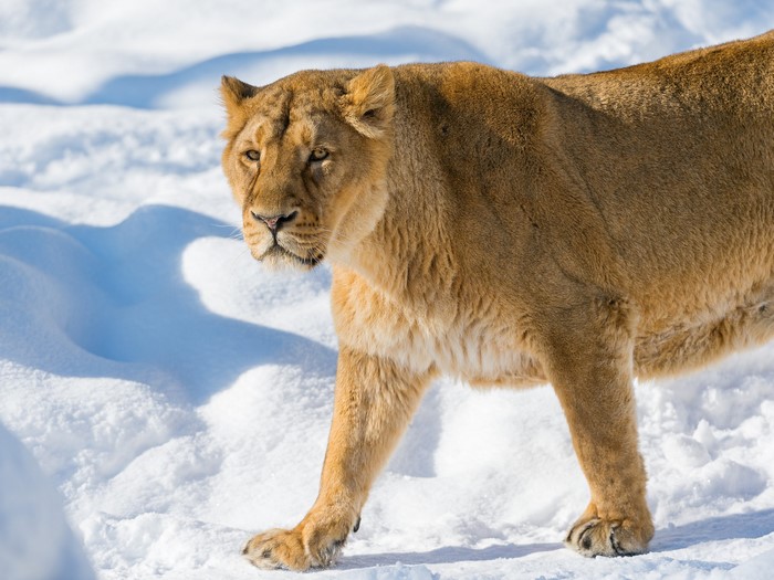 Lioness walking in the snow