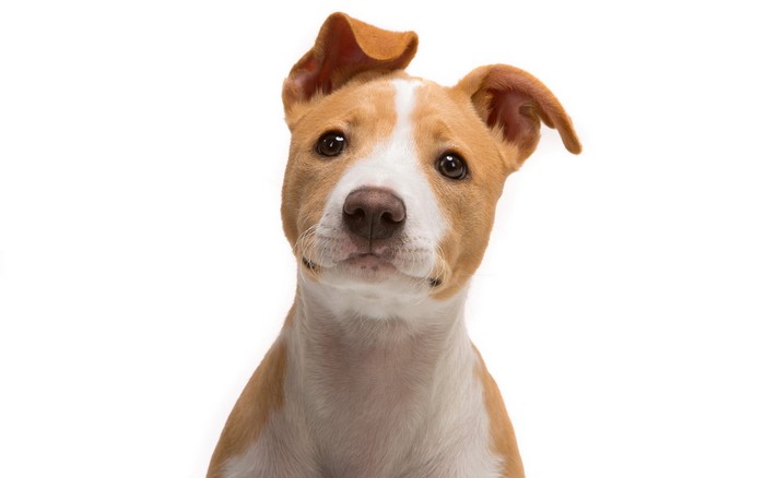 American Staffordshire Terrier puppy looking to the side