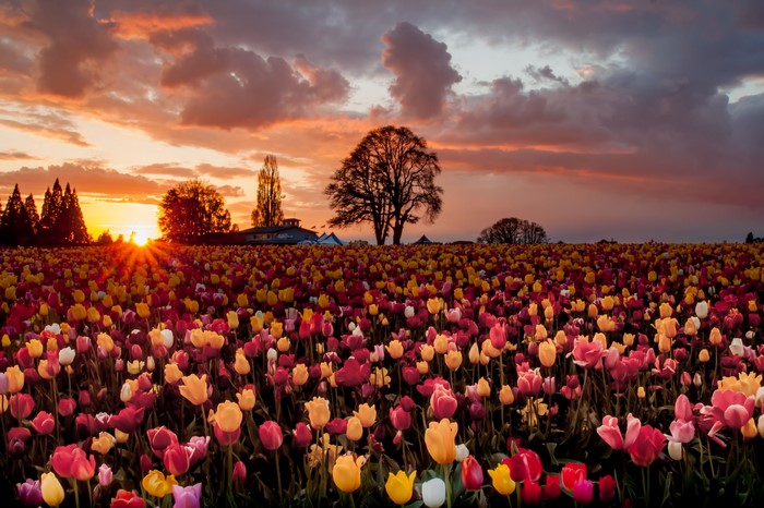 Tulip Field at Sunset