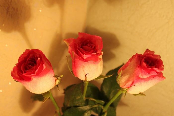 Three pink and white roses