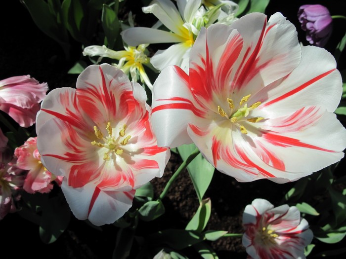 White and red striped tulips in bloom
