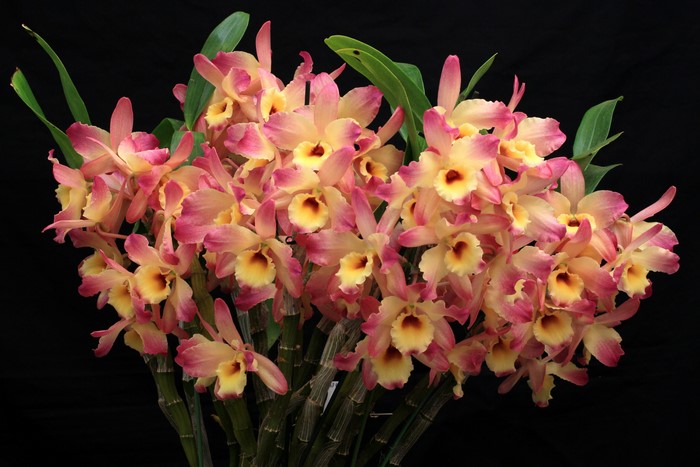 4K Orchid flowers