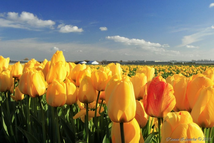 Field of Yellow Tulips Under a Blue Sky