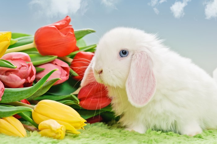 White rabbit with blue eyes and tulips