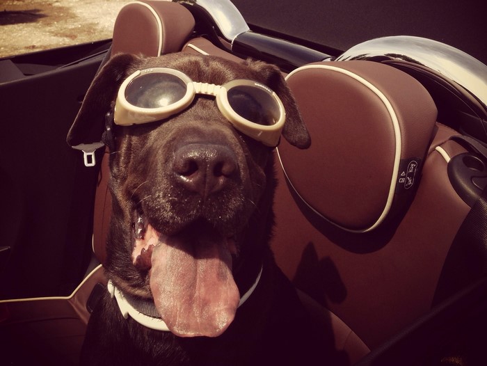 Chocolate Labrador dog wearing goggles in a car