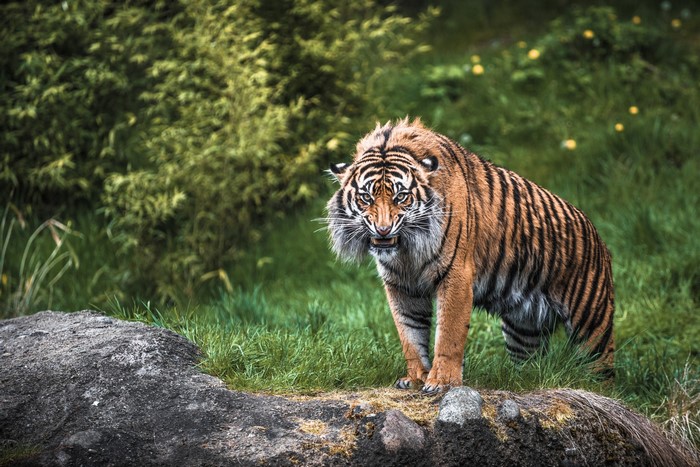 Tiger with bared teeth in a grassy field