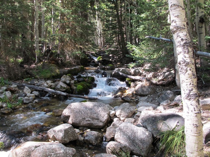 Stream flowing through a forest with rocks and trees