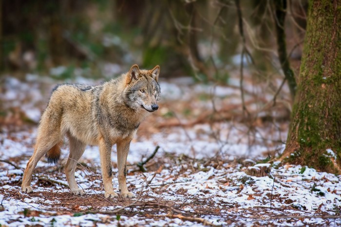 Wolf standing in a snowy forest