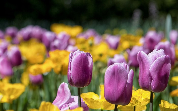 Purple and yellow tulips in a garden