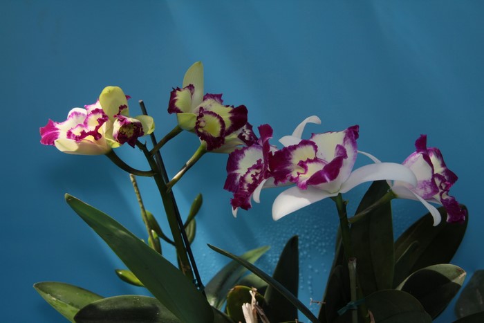 Orchid flowers with purple and white petals