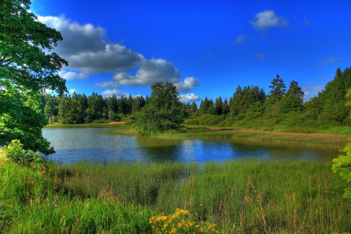 Lake and forest scenery with blue sky