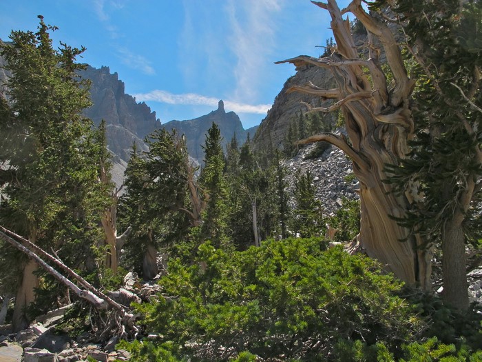 Great Basin National Park, Nevada, USA