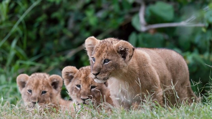 Three lion cubs in tall grass