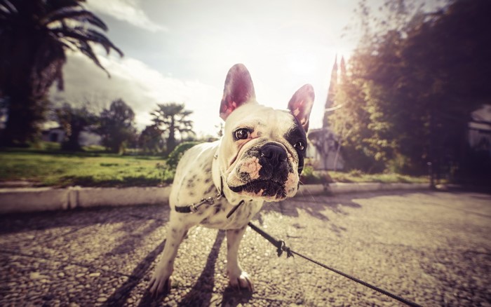 French Bulldog on a Leash Outdoors